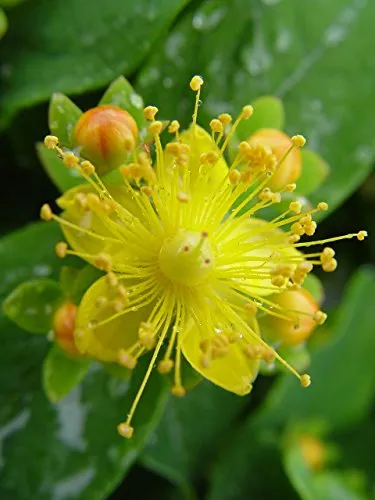 Red Star™ St. Johns Wort