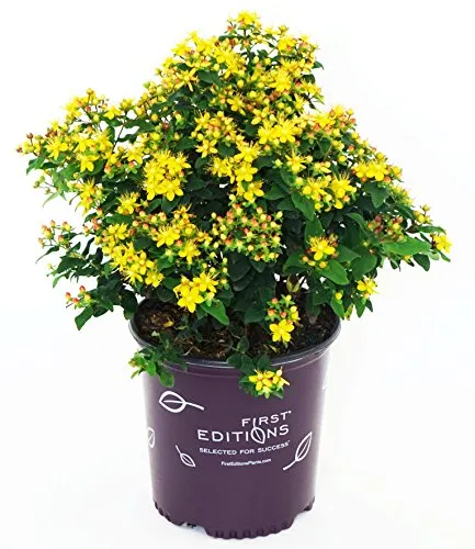 Red Star™ St. Johns Wort