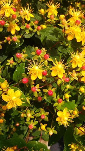 Red Star™ St. Johns Wort